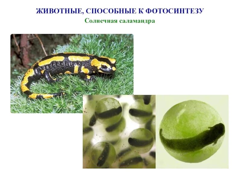 Многоклеточные животные способны к фотосинтезу