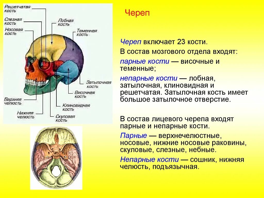 Состав кости черепа. Тип соединения костей мозгового отдела черепа. Анатомия мозгового отдела черепа швы. Соединения костей черепа анатомия швы. Строение и соединение костей черепа.