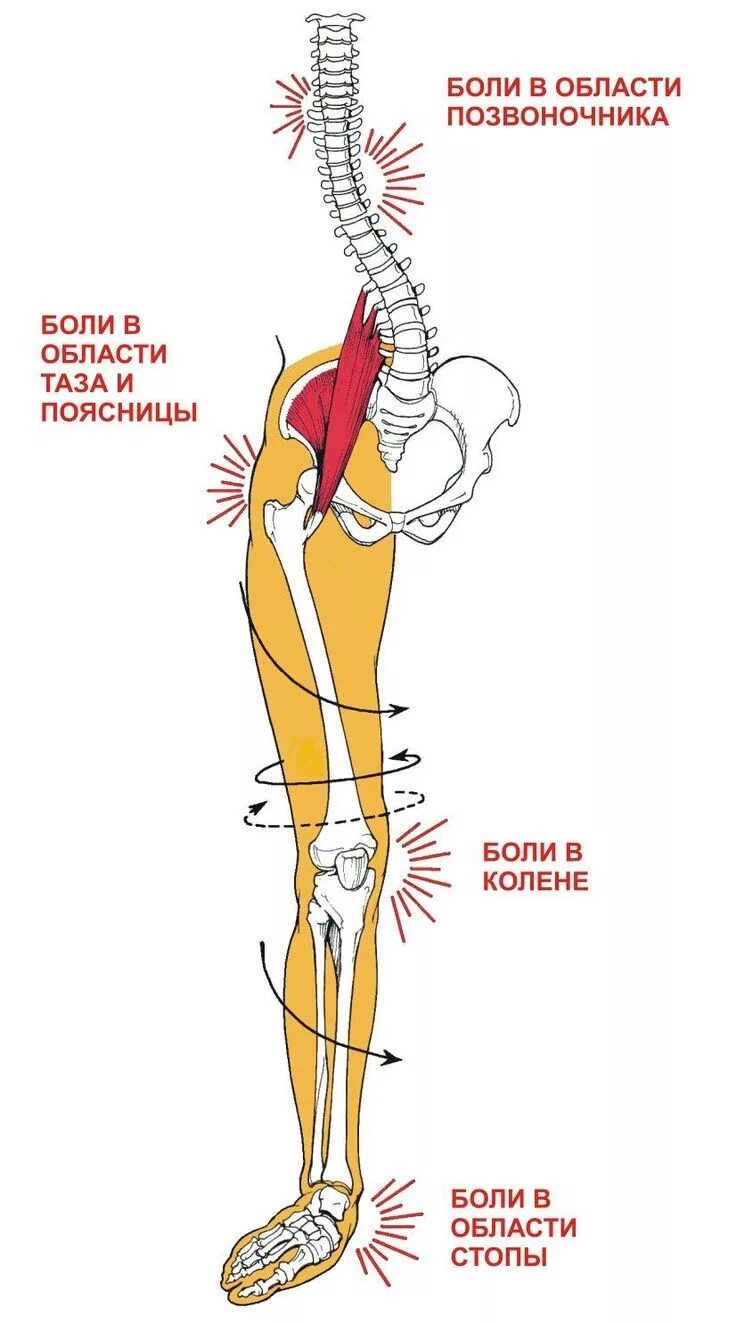 Седалищный нерв схема расположения. Область поясницы.