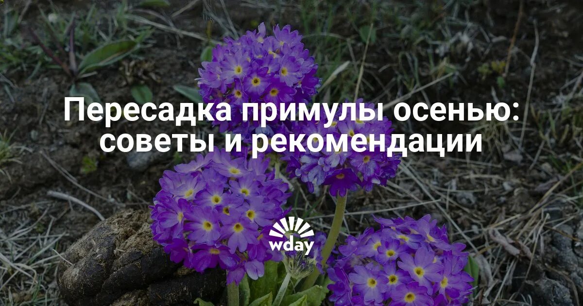 Когда можно пересаживать примулу. Пересадка первоцветов. когда пересаживать примулу. примула деление куста весной. примула пересадка осенью.