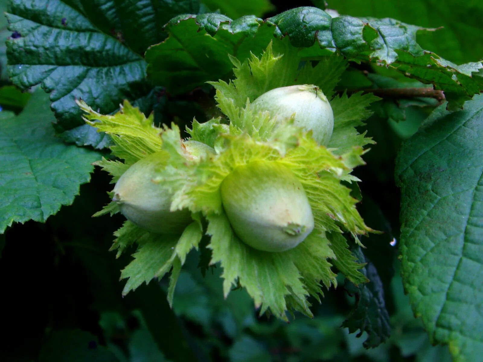 Лещина обыкновенная жизненная форма. Corylus avellana. Лещина рогатая. Corylus avellana цветение. Лещина обыкновенная род Зеллернут.