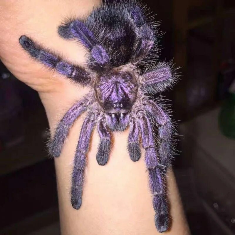 Avicularia purpurea. Паук птицеед Avicularia versicolor. Паук Avicularia purpurea. Птицеед Avicularia purpurea. Тарантул цена