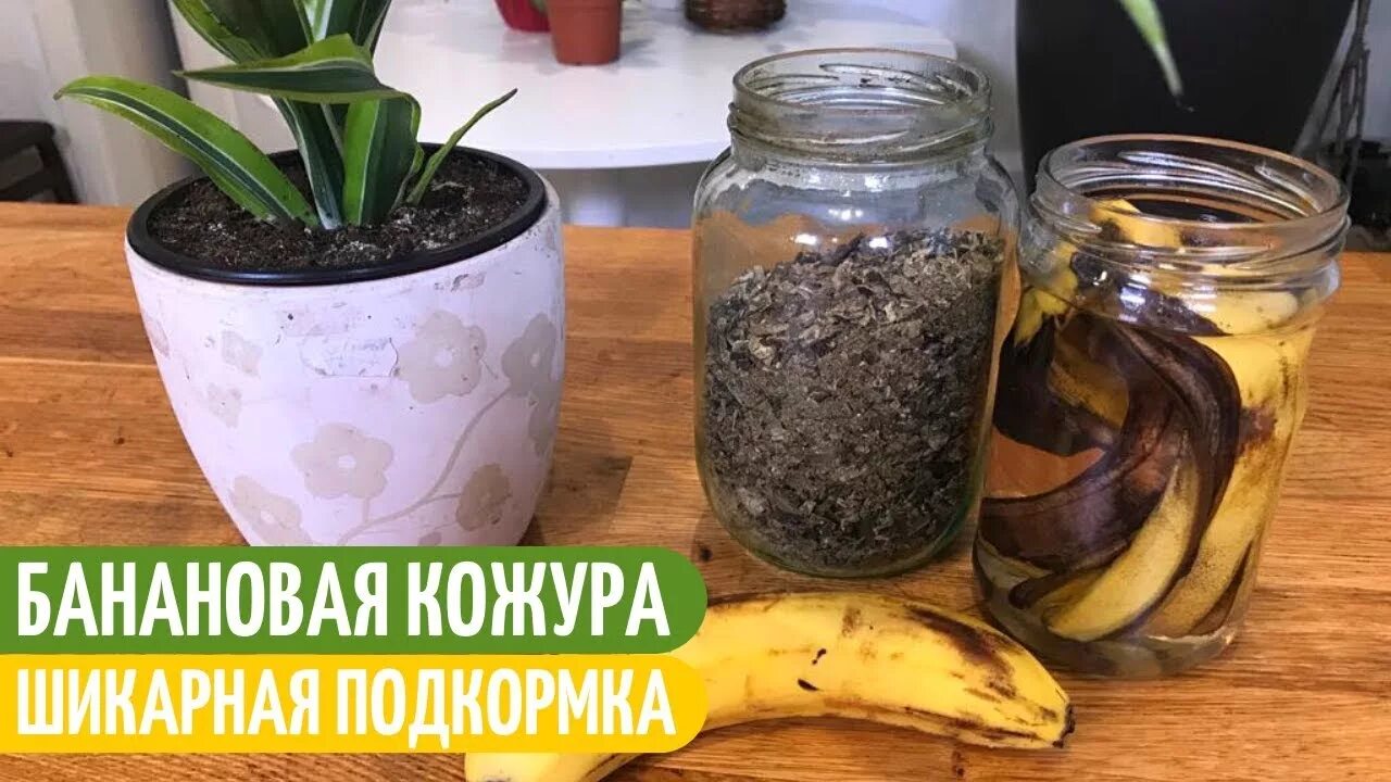 Настой для цветов из кожуры. Настой из банановой кожуры. Удобрения из кожуры банана для комнатных цветов. Удобрение из банановой кожуры для комнатных растений. Полив цветов банановой кожурой.