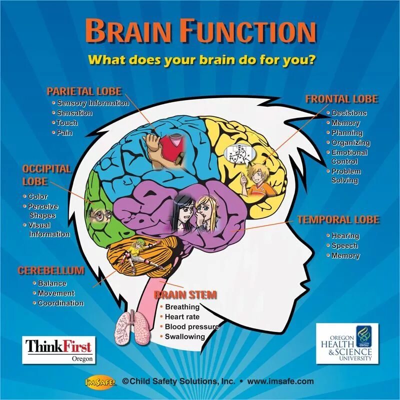 Brain функции. Карта мозга плакат. What in your Brain шаблон. Brain structure and function.