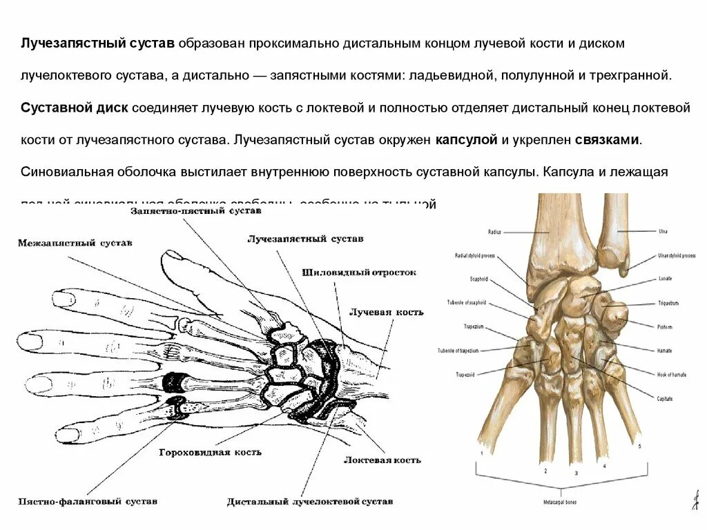 Кость запястья тип кости