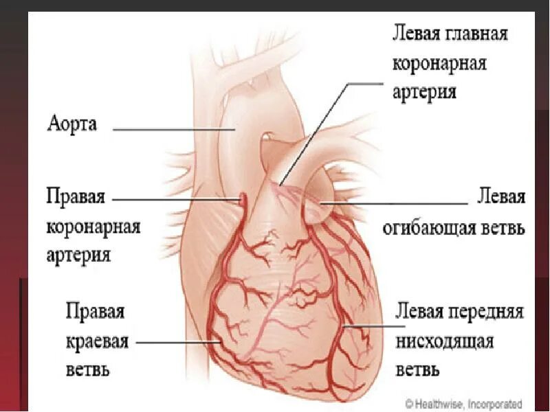 Левая огибающая коронарная артерия. Ветви огибающей коронарной артерии. левая венечная артерия анатомия. коронарные артерии сердца. правая и левая коронарные артерии.