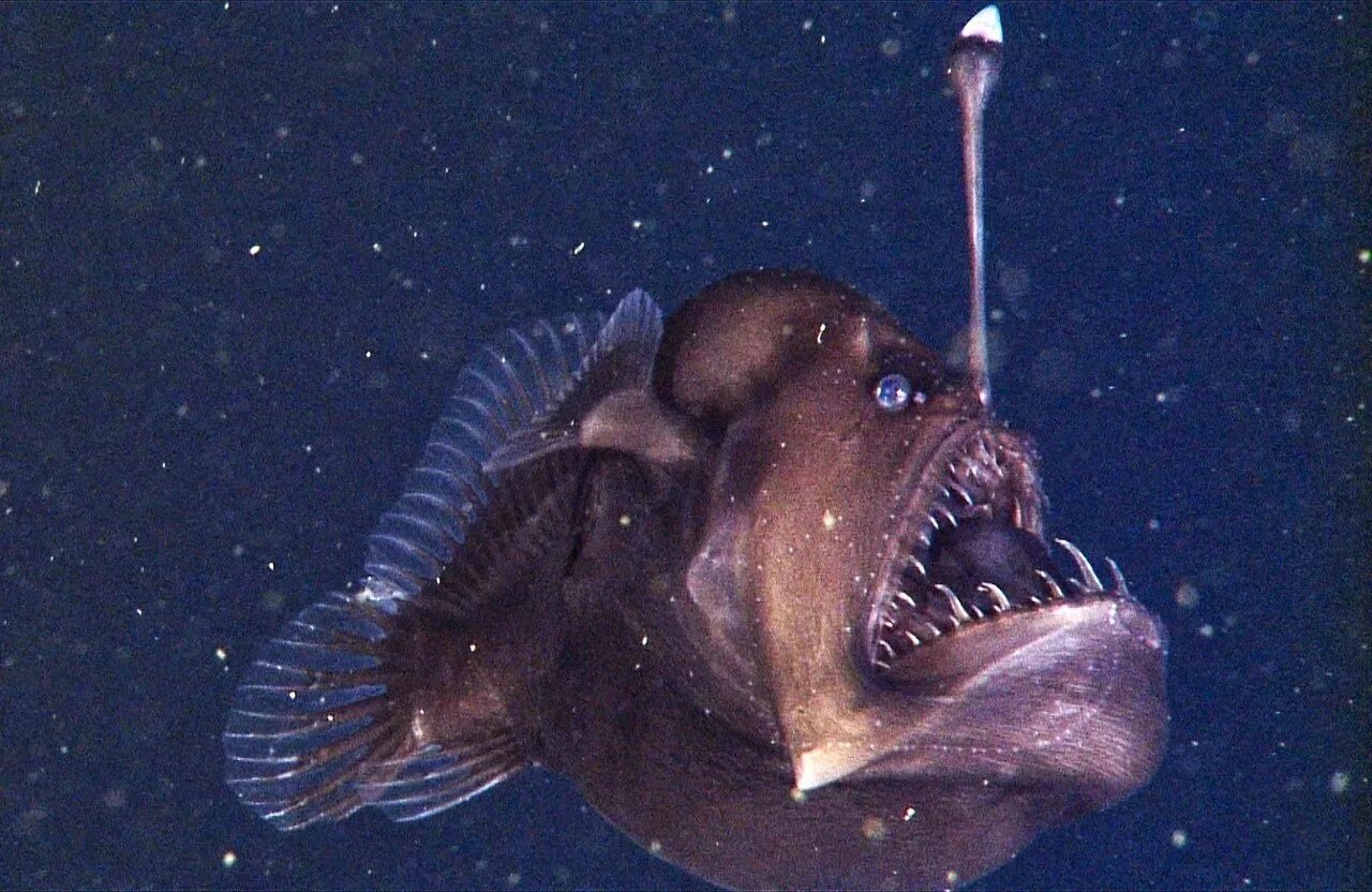 Рыба черт строение. Рыба удильщик рыба удильщик. Рыба черт строение. Глубоководный удильщик (морской дьявол). Морской черт удильщик.