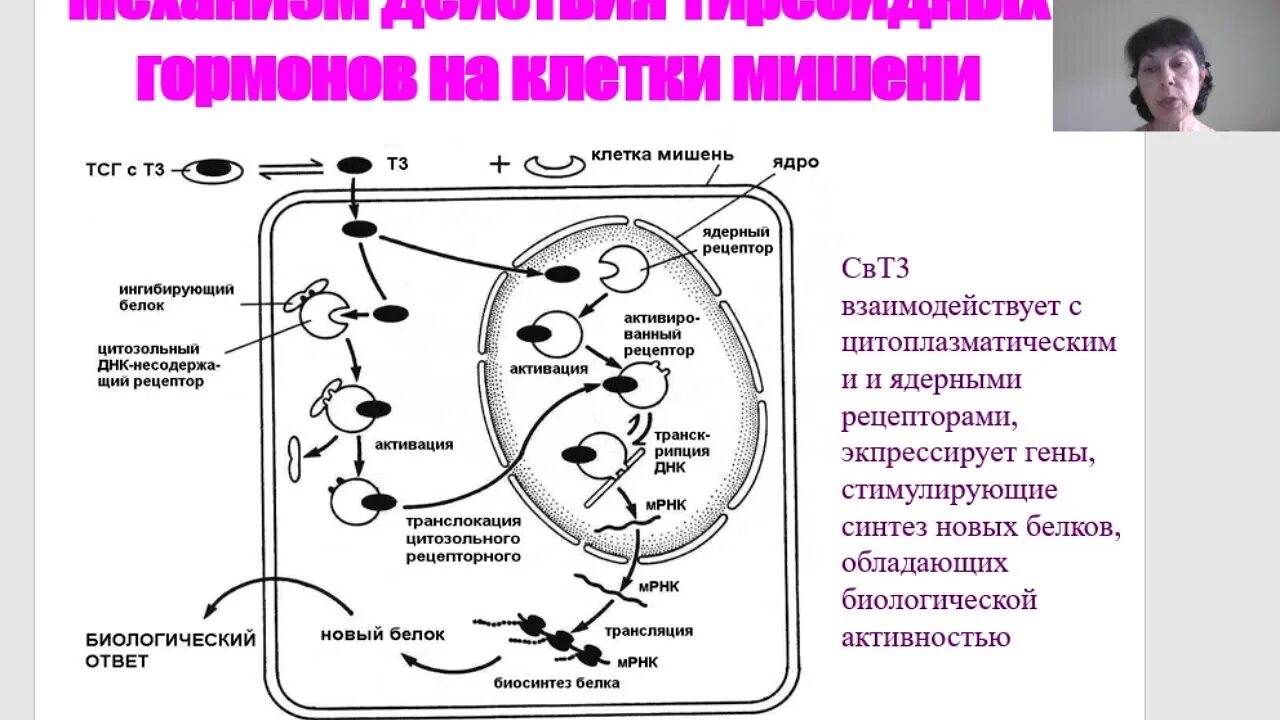 Орган мишень щитовидной железы. Синтез гормонов щитовидной железы биохимия. Эффекторный орган схема с гормонами. Гормоны щитовидной железы животных.