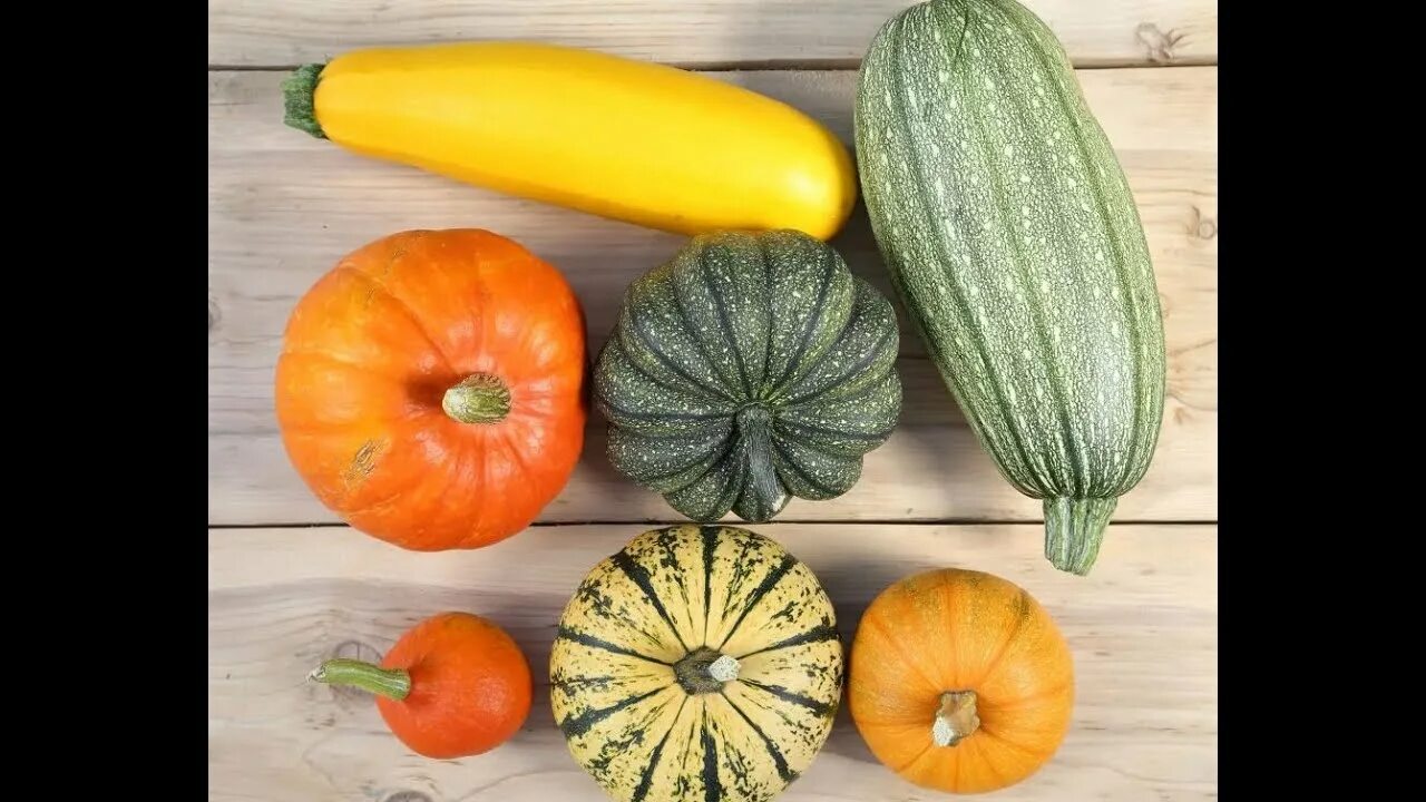 Growing zucchini in a container Growing zucchini, Zucchini plants, Squash flower
