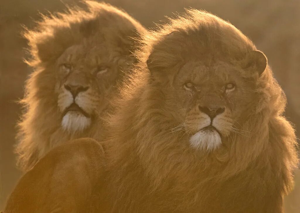 Лева 2 часа. Львы братья. Два Льва. Скромный Лев. Два красивых Льва.