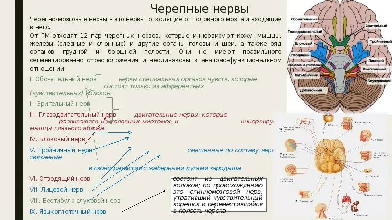 Сколько пар черепных нервов отходит. От головного мозга отходят 12 пар черепно мозговых нервов. Пары черепномозговых нервов. Черепномозговые нервы отходящие от продолговатого мозга. От чего отходит третья пара черепно-мозговых нервов.