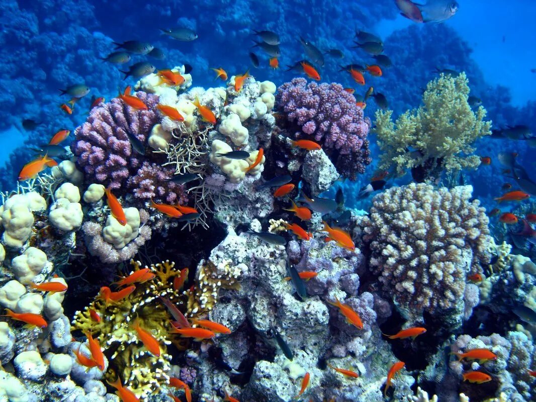 Направление красного моря. Коралловые рифы красного моря. шарм-эль-шейх кораллы рифы. красное море риф шарм эль шейх. коралловые рифы в египте шарм-эль-шейх.