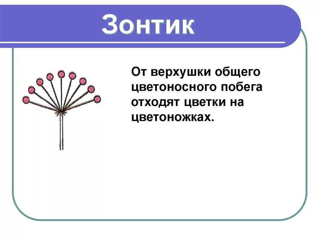 Соцветие зонтик. Простой зонтик. Сложный зонтик биология. Соцветие зонтик примеры. Простой зонтик примеры