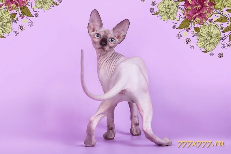 сфинкс колор пойнт. донской сфинкс екатеринбург. канадские сфинксы скорпион. котята породы эльф питомники. порода кошек бамбино фото.
