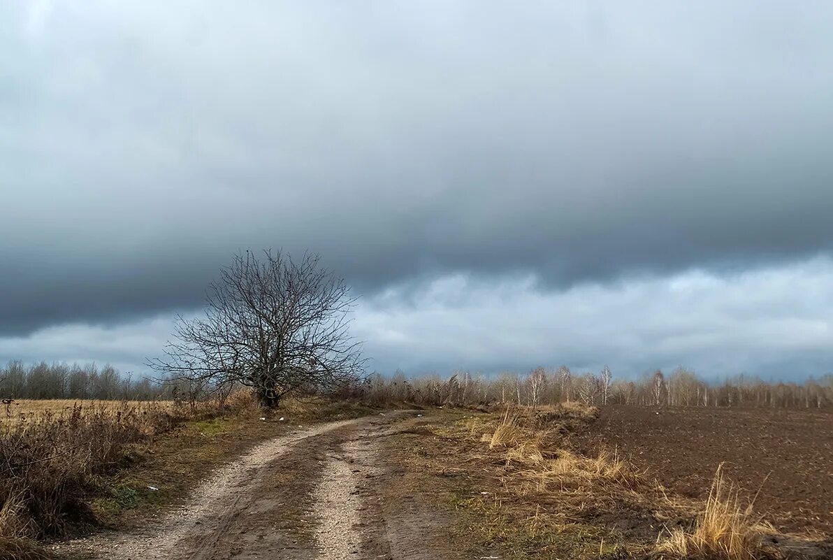 Wispy clouds. дерево гнется от ветра. мрачный пейзаж. мрачный зимний пейзажзаж. пасмурный пейзаж.