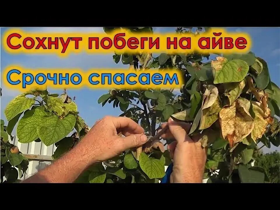 Видео сохнет. Видео сохнет. Болезни винограда листья сохнут. Видео сохнет. Видео сохнет.