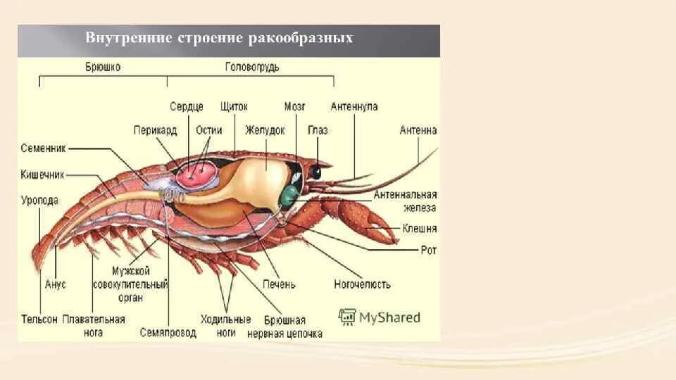 Ракообразные головогрудь и брюшко. Членистоногие ракообразные строение. Внутреннее строение ракообразных 7 класс биология. Внутреннее строение ракообразных 7 класс. Внешнее и внутреннее строение ракообразных.