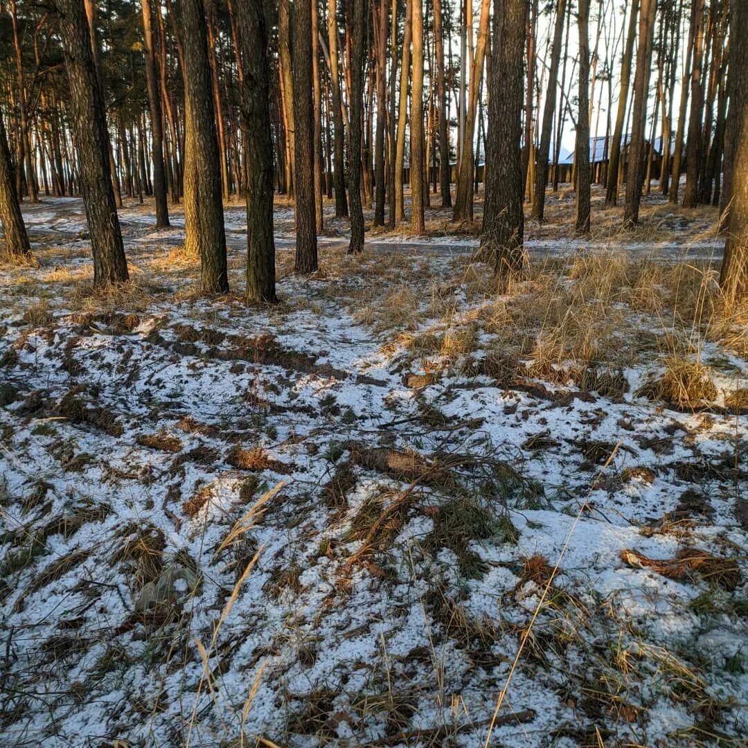 Белая Березка поселок. Посёлок белая берёзка Брянской области. Белая Березка смолокурня. Смолокурня Соловки.