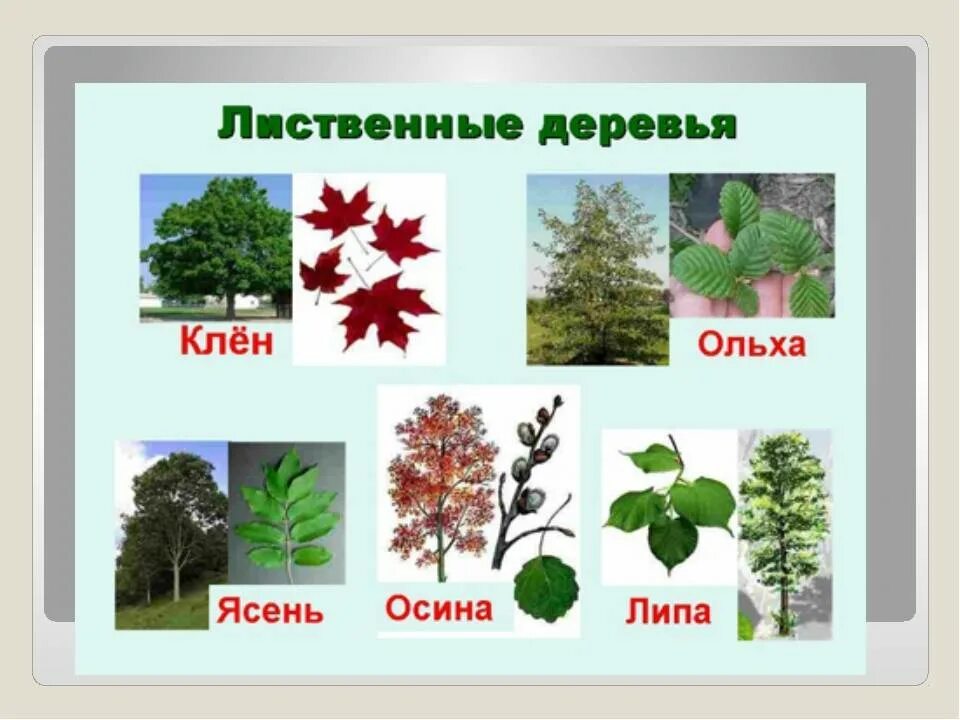 Назван деревьев. Лиственные деревья названия. название деревьев и кустарников. лиственные деревья россии. лиственные деревья для детей.