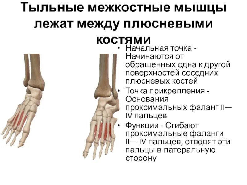 Фаланги стопы. Основная фаланга это проксимальная. Ладонные межкостные мышцы. Проксимальная фаланга 1 пальца стопы. Плюсневая кость кисти.