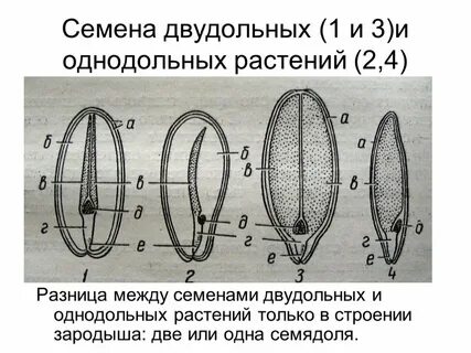У зародыша однодольных есть только одна