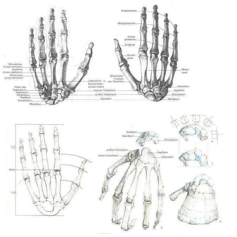 Руки в кис. Анатомия Баммес кисти рук. Баммес анатомия кости руки. Баммес кисть руки скелет. Баммес схема руки кисть.
