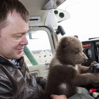 10 жизней медведя