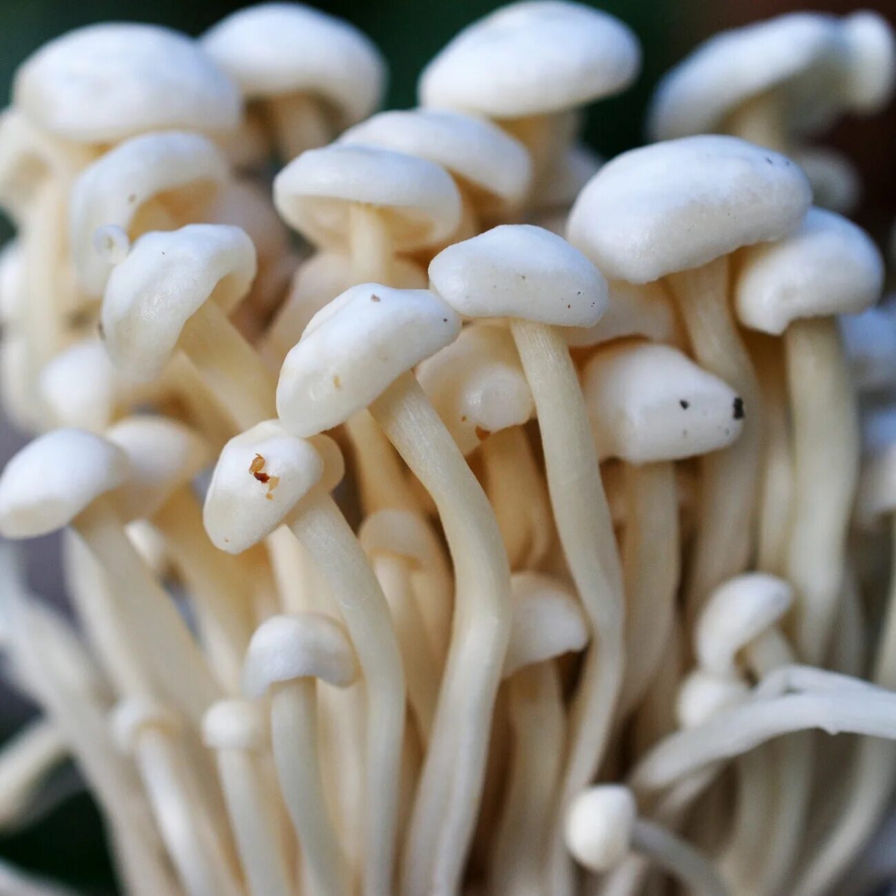Эноки, энокитаке. Корейские грибы Эноки. Энокитаке грибы. Тайские грибы Эноки. Грибы эноки вкусные