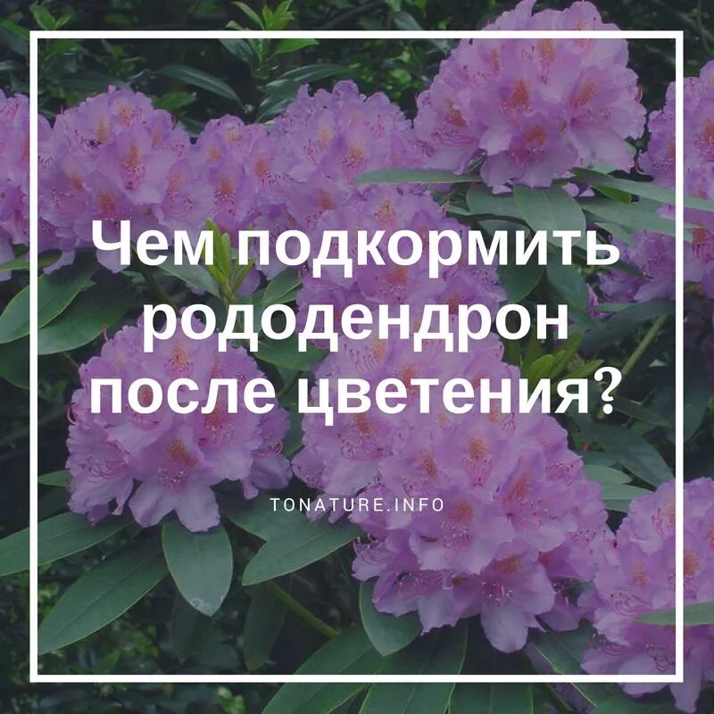 Рододендрон весной. Рододендрон отцвел. Рододендрон после цветения.