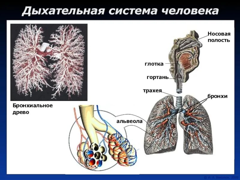 Разветвленное строение в дыхательной системе имеет. Бронхиолы и бронхиальные трубочки. дыхательная система бронхи. физиология дыхательной системы человека. дыхательная система альвеолы.