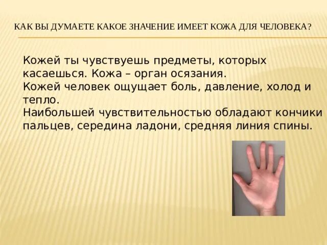 Кожа имеет площадь. Какое значение кожа имеет для организма. Какое значение имеет кожа для человека. Какое значение имеет кожа 3 класс. Какое значение имеет кожа 3 класс окружающий мир.