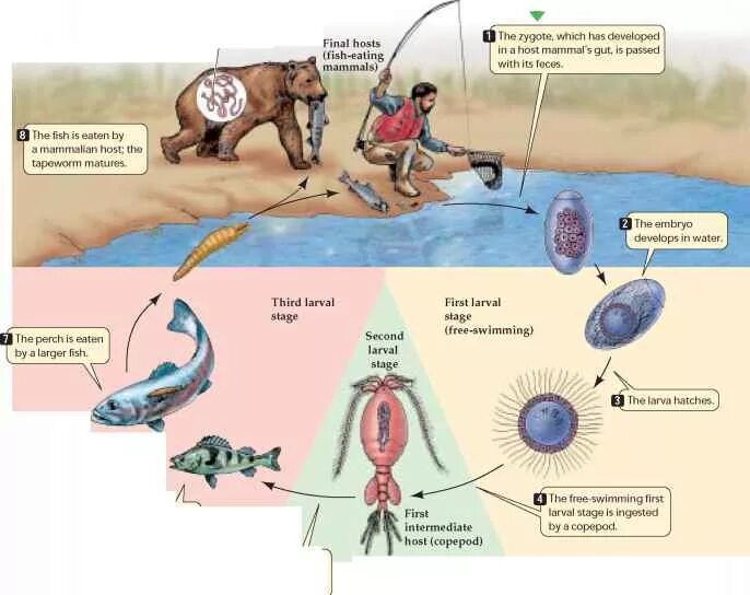 Цикл развития Diphyllobothrium latum. Жизненный цикл широкого лентеца. Жизненный цикл широкого лентеца схема. Широкий лентец цикл развития схема.