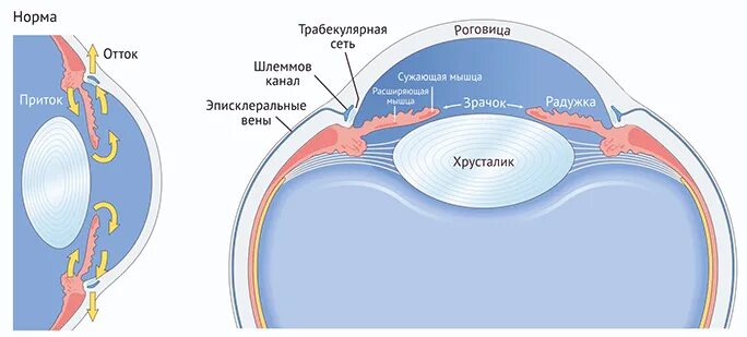 Функции передней камеры глаза. Строение глаза водянистая влага. Схема угла передней камеры глаза. Строение глаза водянистая влага. Пути оттока внутриглазной жидкости.