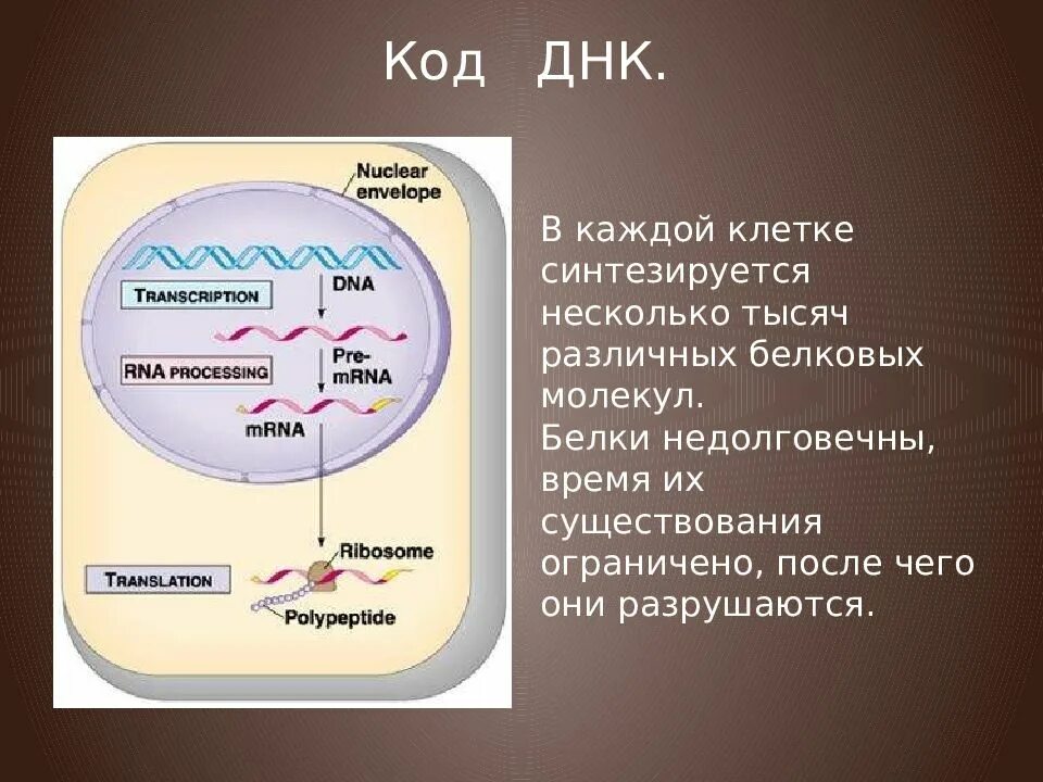 Транскрипция генетический код 10 класс. Код днк. как днк кодирует информацию. белок кодирующая последовательность. код белков в клетке генетический.