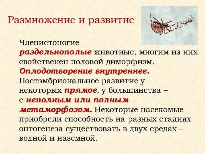 Паукообразные размножение
