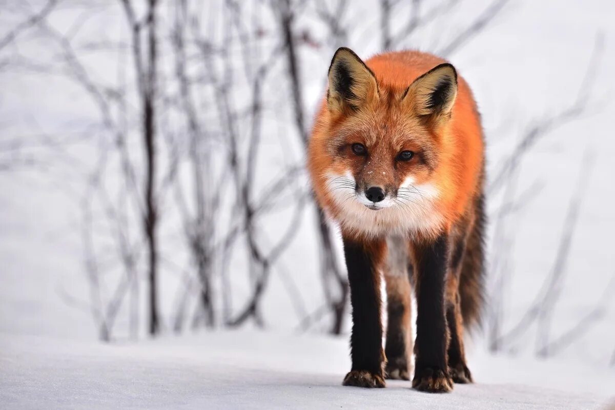 Fox animal