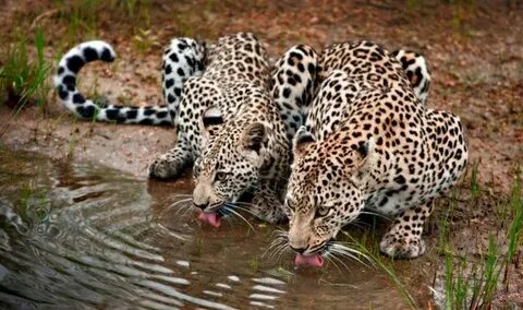 Closer to wildlife