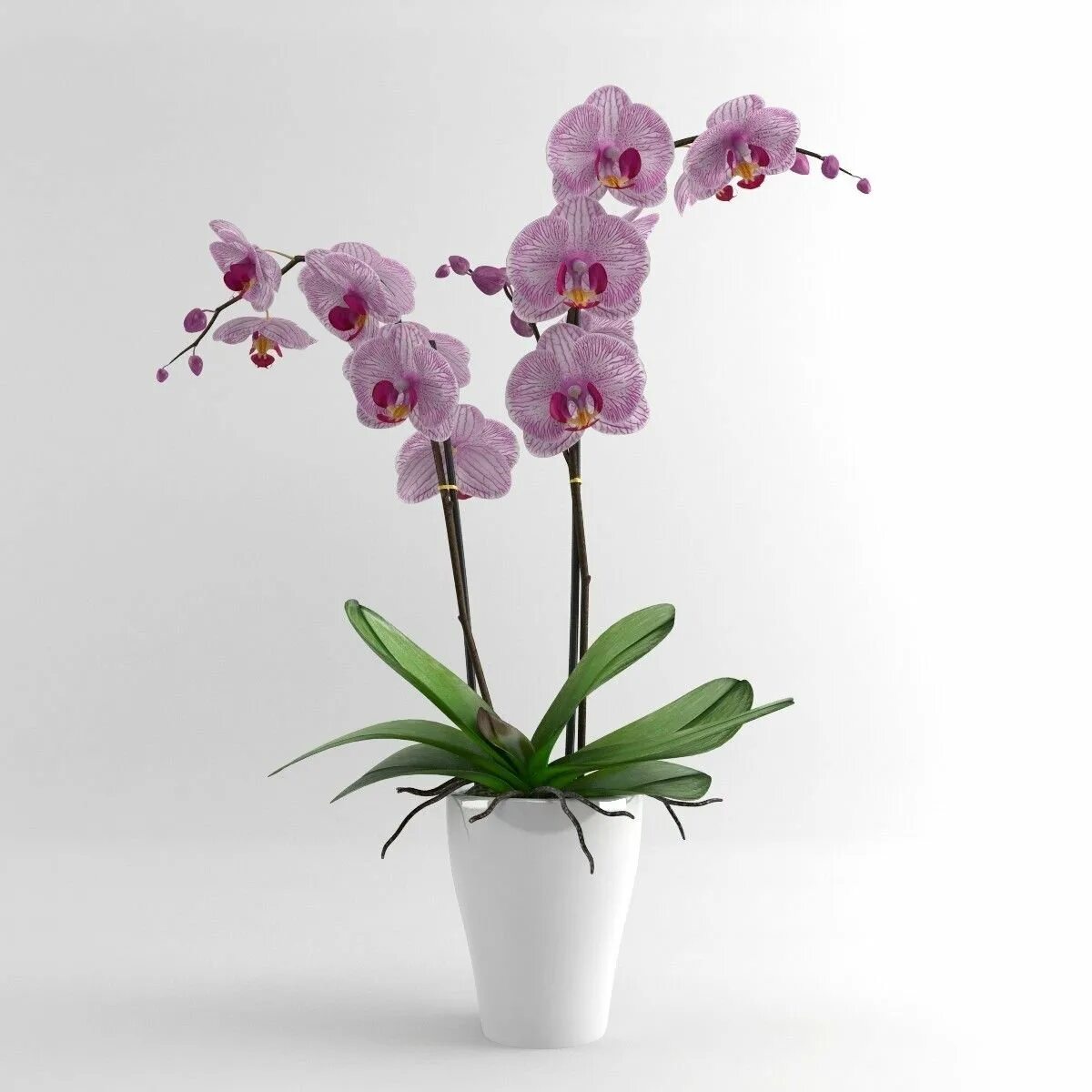 Фаленопсис Спаркс Орхидея. Орхидея Phalaenopsis Volterra. Орхидея фаленопсис мимесис. Plants орхидея