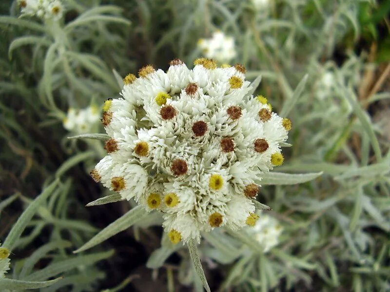 Сушеница болотная. Сушеница топяная. Сушеница топяная (Gnaphalium uliginosum). Сушеница топяная (Болотная). Сушеница топяная, сушеница Болотная.