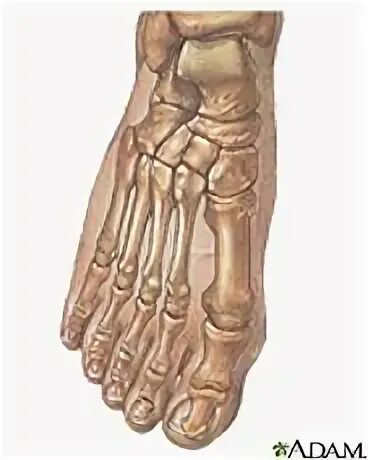 Webbed foot