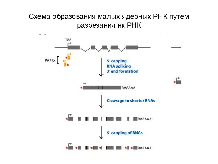 Малые ядерные РНК. Гетерогенная ядерная РНК. Ядерный сплайсинг схема.