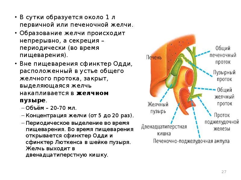 Где образуется желчь в печени. Образование желчи. Желчеобразование физиология.