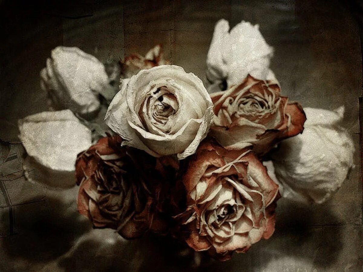 розы сохнут