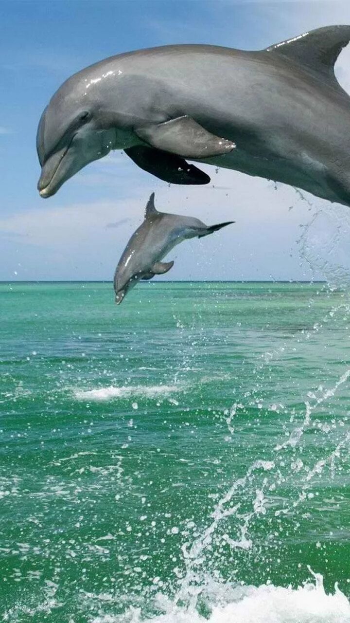Дельфины. Живые дельфины. Дельфины в море. Красивые дельфины. Живая природа дельфины