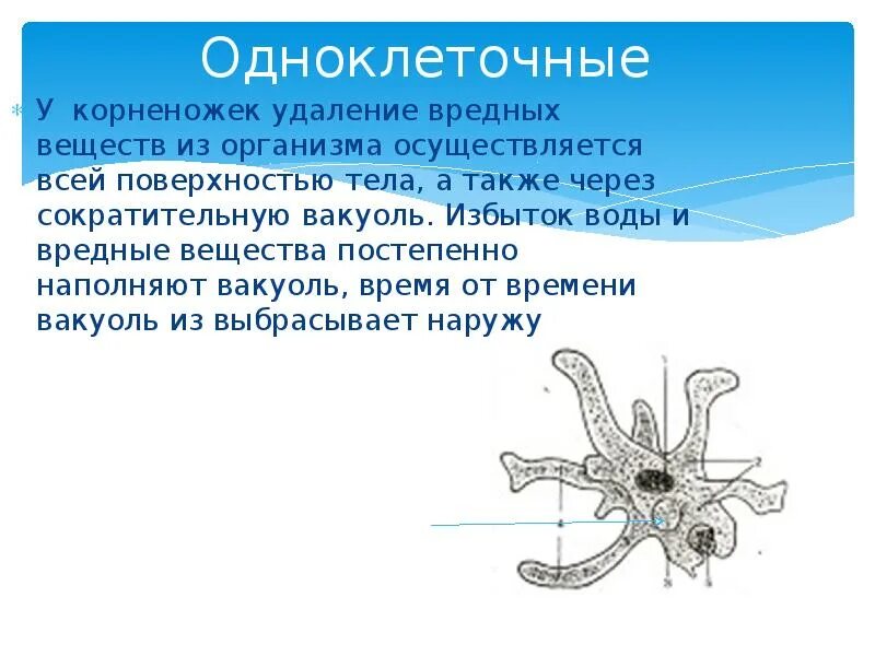 Тип простейшие жгутиковые представители. Солнечники радиолярии корненожки. Саркодовые амеба представители. Морские корненожки строение. Общая характеристика одноклеточных корненожки конспект.