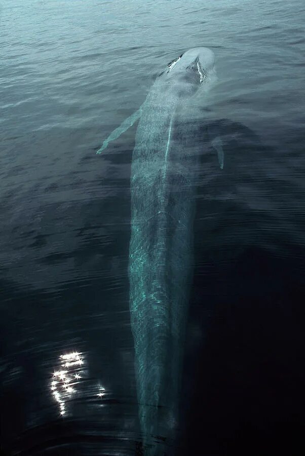 Сколько кит размер. Голубой кит Balaenoptera musculus. Синий кит (голубой кит). Голубой кит 33 метра. Самый большой кит.