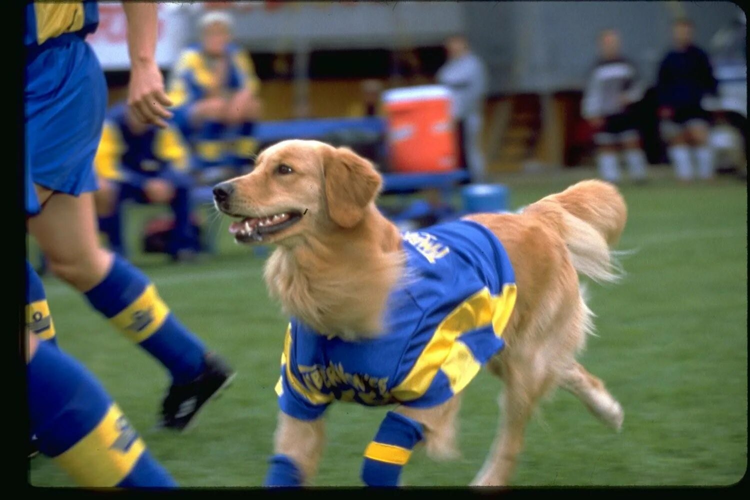 Бадди собака. Air Bud (Король воздуха)1997. Пес Бадди Король воздуха.