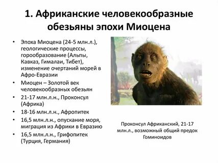 Общий предок человекообразных