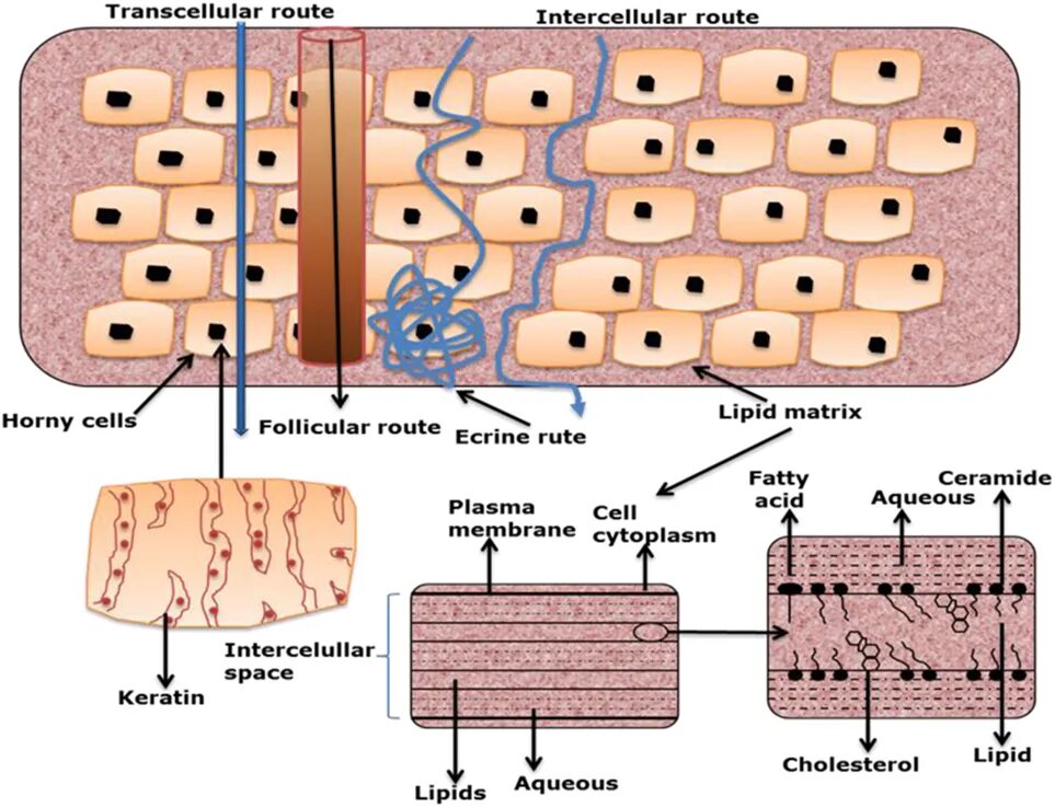Что такое матрикс. Матрикс плазма. lipid matrix. intercellular matrix. skin cells lipids.