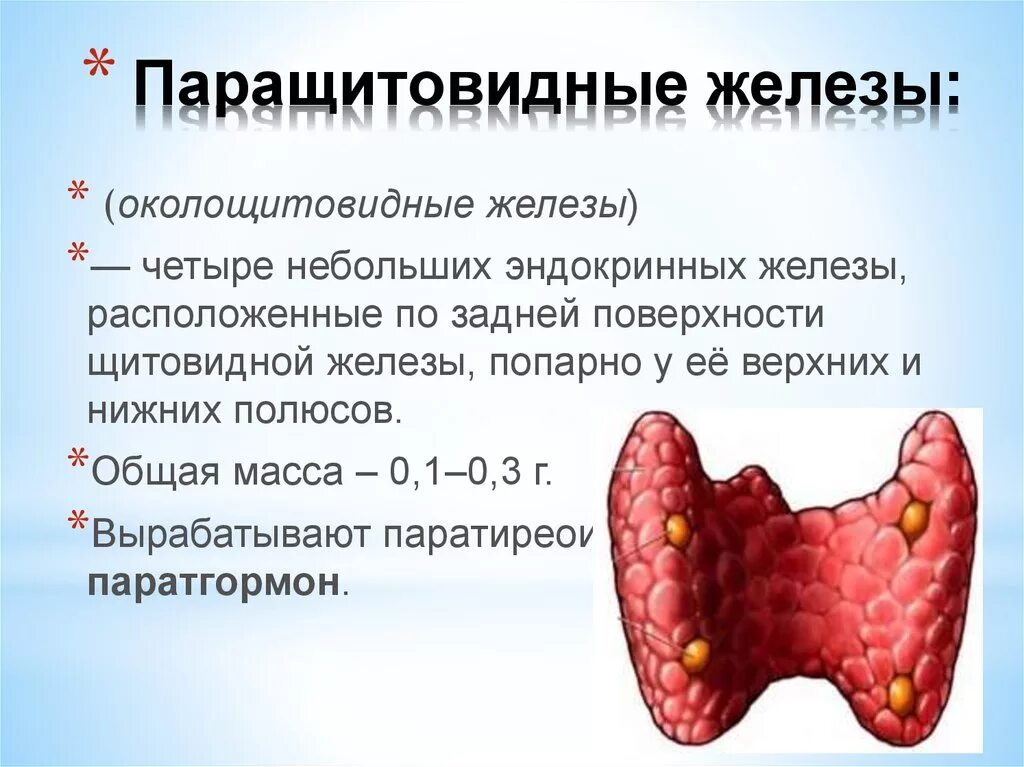 Паращитовидная железа строение и функции. Паращитовидные железы секреция. Строение паращитовидной железы анатомия. Строение щитовидной и паращитовидной железы.